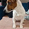 dog, canine, jack_russell_terrier, pet, animal, white_and_brown, sitting, portrait, indoors, couch, blanket, pillow, wallpaper, home, living_room, short_hair, floppy_ear, looking_sideways, cozy, photography
