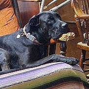 Loky joined the competition — help win amazing prizes! dog, black_dog, collar, indoor, blanket, striped_blanket, wooden_chair, wooden_furniture, pet, animal, resting, mouth_holding, wood, cozy, home, furniture, relaxed, paw, dog_face, domestic_animal