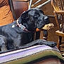 dog, black_dog, collar, indoor, blanket, striped_blanket, wooden_chair, wooden_furniture, pet, animal, resting, mouth_holding, wood, cozy, home, furniture, relaxed, paw, dog_face, domestic_animal