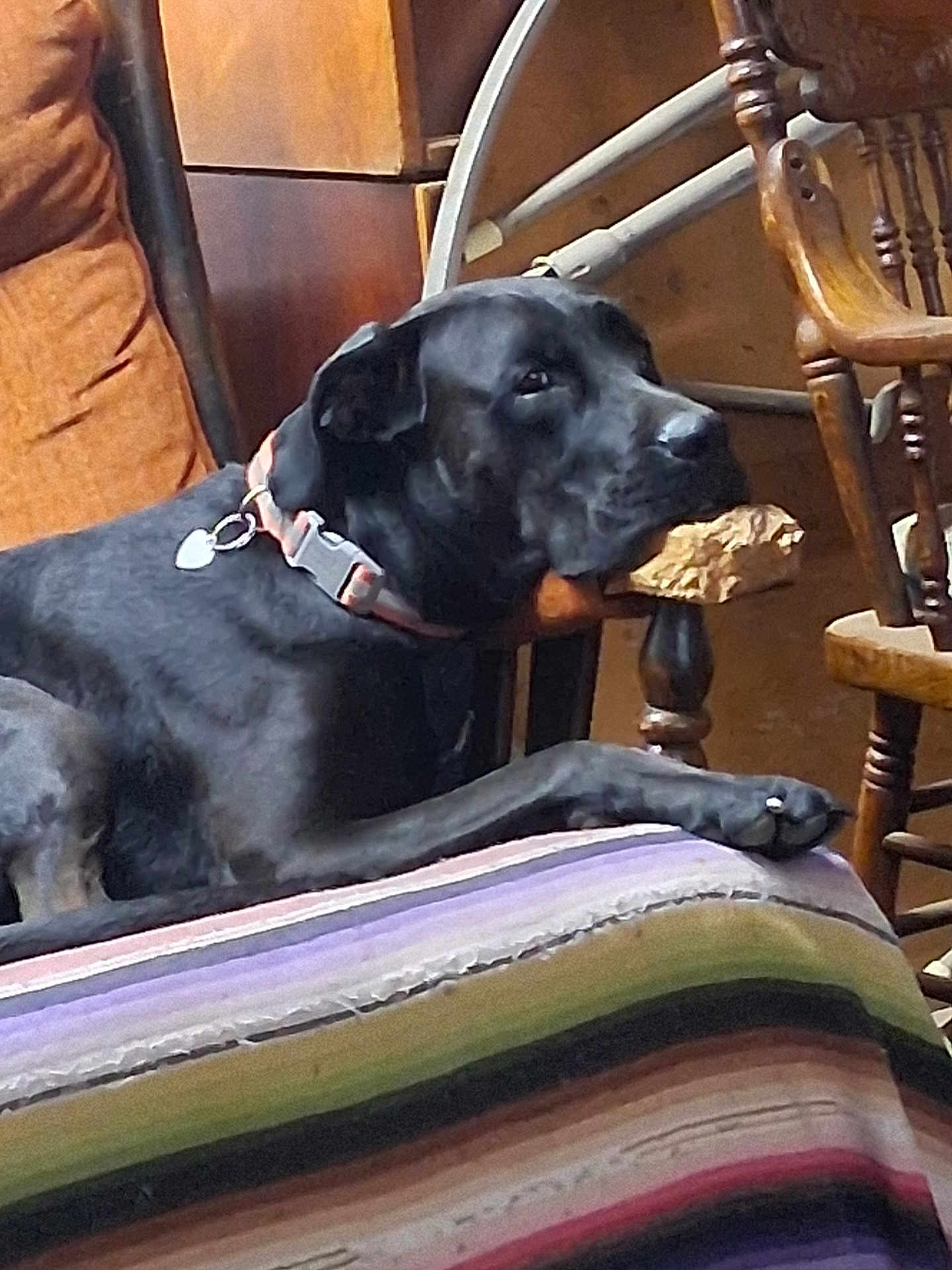 Loky joined the competition — help win amazing prizes! dog, black_dog, collar, indoor, blanket, striped_blanket, wooden_chair, wooden_furniture, pet, animal, resting, mouth_holding, wood, cozy, home, furniture, relaxed, paw, dog_face, domestic_animal