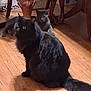 cat, black_cat, gray_cat, wooden_floor, furniture, table, indoor, pet, animal, relaxing, floor, domestic_animal, mammal, fur, whiskers, tail, wood, home, household, resting