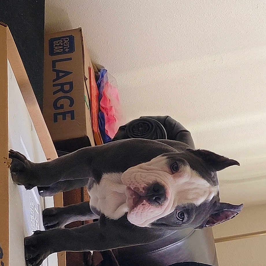 Bluey is registered to the contest to win money with this photo: canidae, carmine, carnivore, companion_dog, dog, dog_breed, event, eyewear, fawn, fun, fur, hat, non_sporting_group, personal_protective_equipment, room, snout, sporting_group