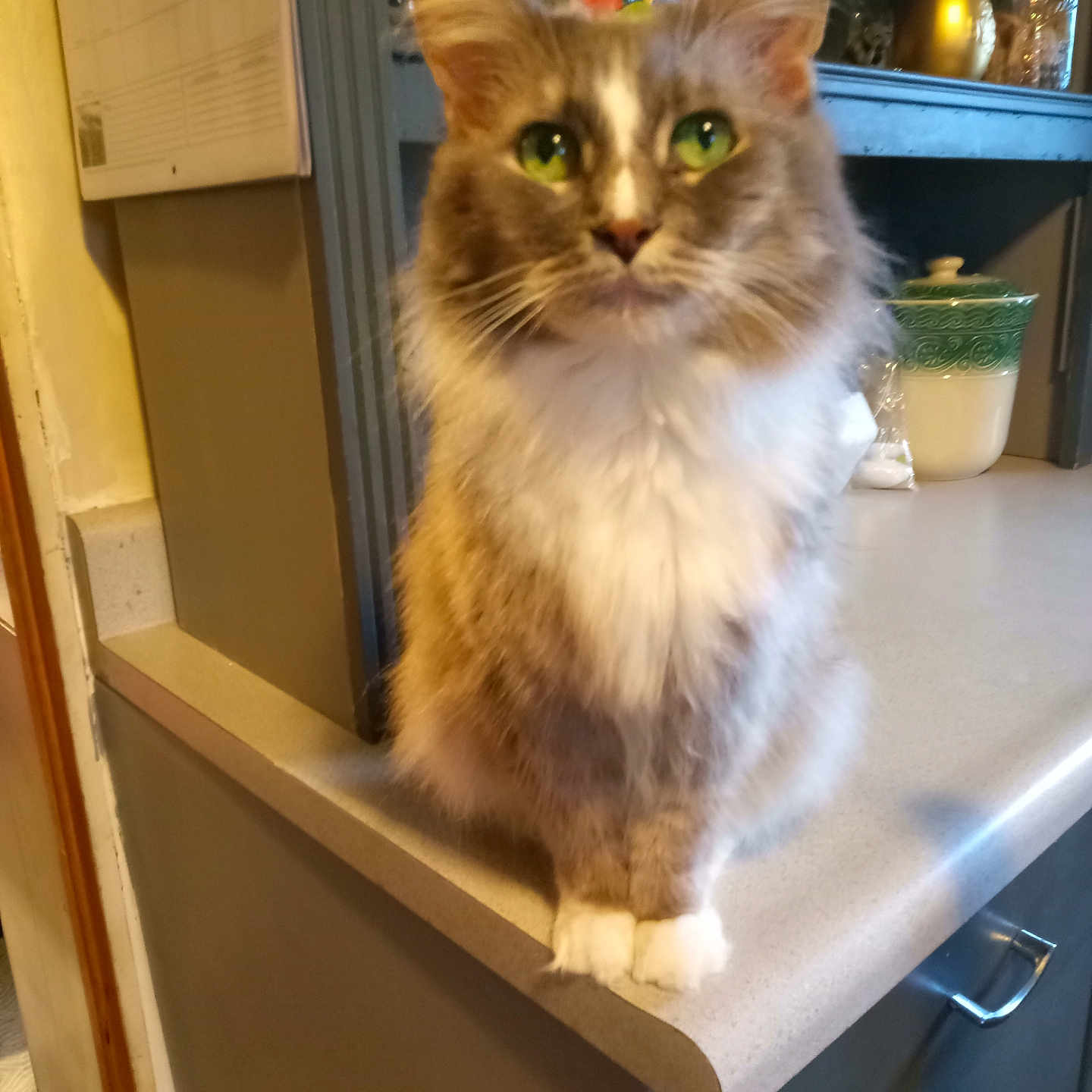 Oscar joined the competition — help win amazing prizes! abyssinian, animal, cabinet, cat, closet, cupboard, desk, drawer, furniture, hardwood, kitten, manx, pet, plywood, shelf, siamese, sink, sinkfaucet, table, wood