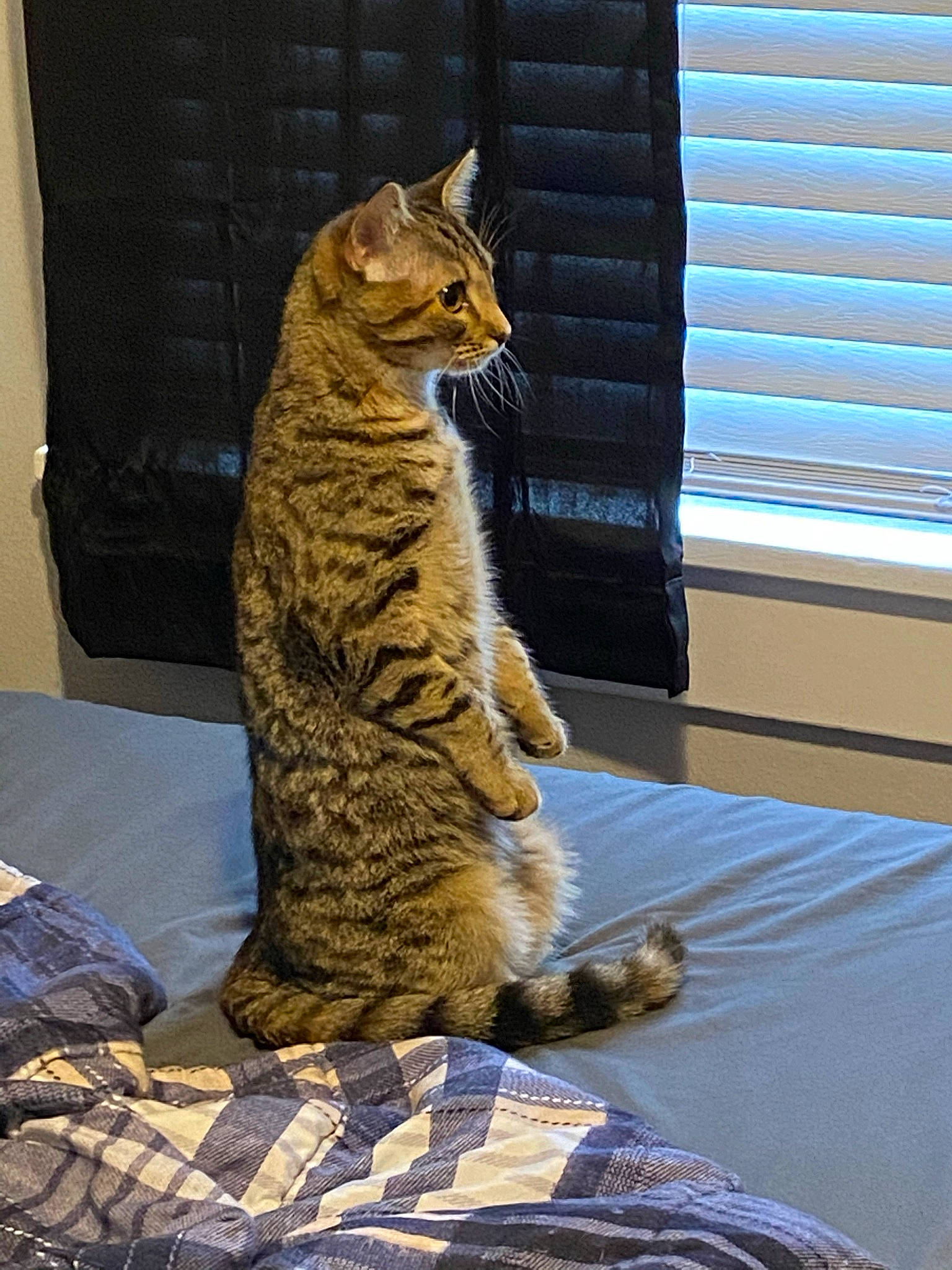 Eevee joined the competition — help win amazing prizes! carnivore, cat, comfort, curtain, domestic_short_haired_cat, felidae, fur, paw, shade, sitting, small_to_medium_sized_cats, snout, tail, terrestrial_animal, textile, tree, whiskers, wildlife, window, window_blind