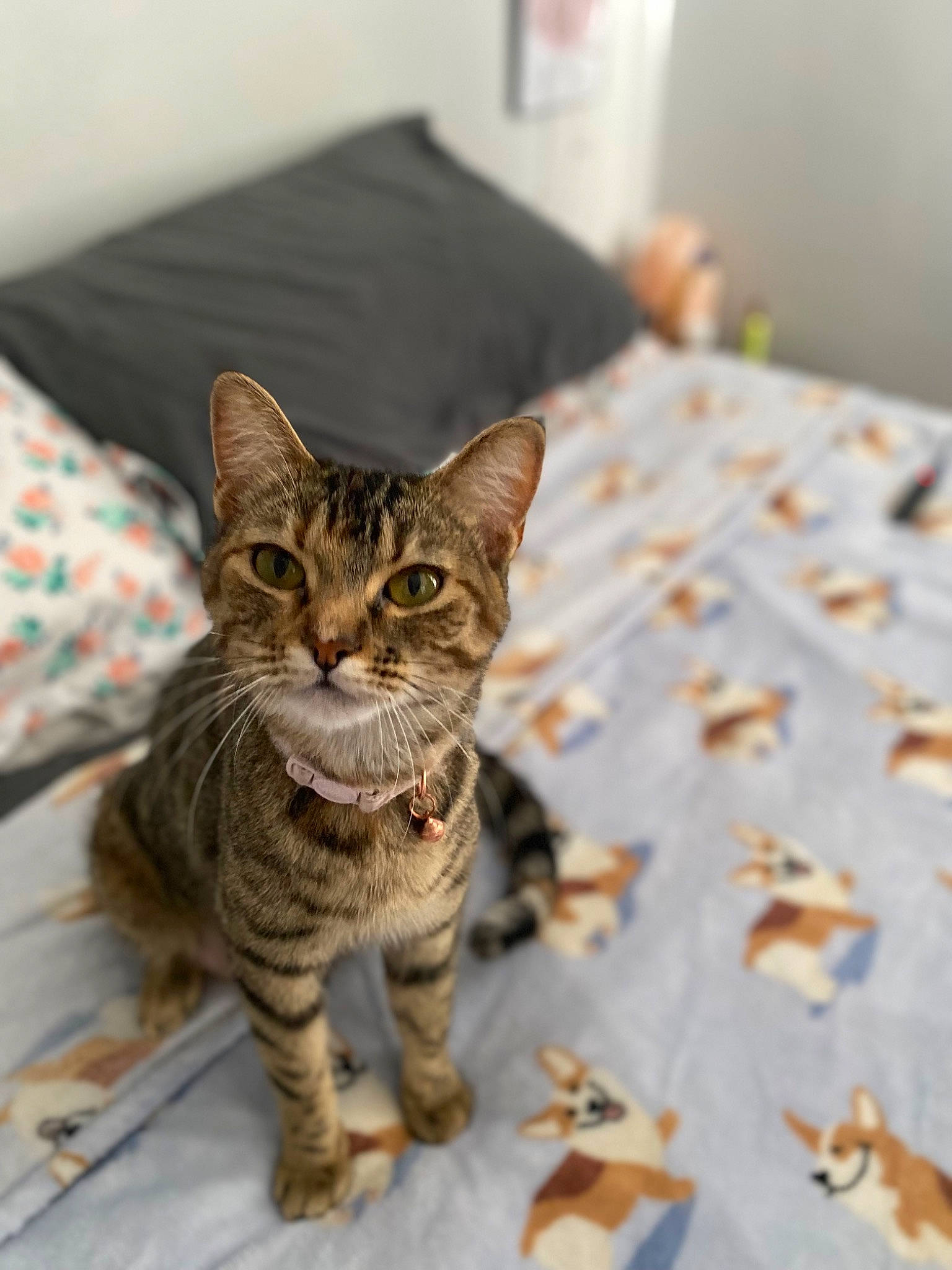 Eevee joined the competition — help win amazing prizes! carnivore, cat, comfort, felidae, fur, grey, linens, sitting, small_to_medium_sized_cats, snout, terrestrial_animal, whiskers, wildlife