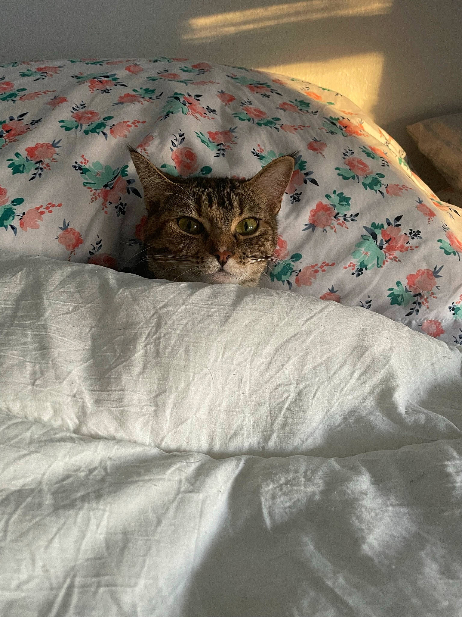 Eevee joined the competition — help win amazing prizes! bed, bed_sheet, bedding, bedroom, carnivore, cat, comfort, domestic_short_haired_cat, duvet, felidae, flooring, fur, grey, linens, mattress, pattern, sleeve, small_to_medium_sized_cats, textile, whiskers