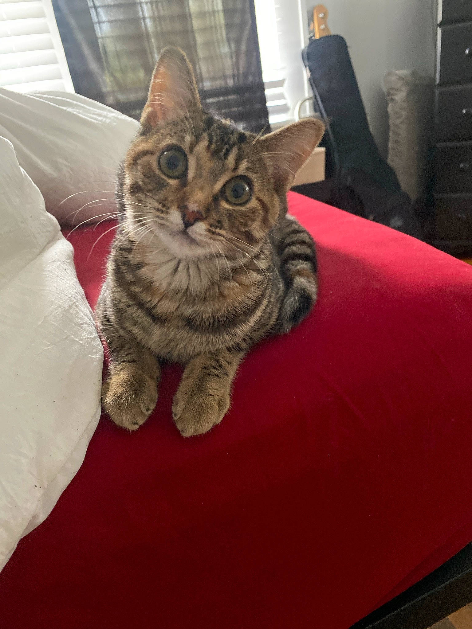 Eevee joined the competition — help win amazing prizes! automotive_tire, cabinetry, carnivore, cat, chest_of_drawers, claw, comfort, couch, domestic_short_haired_cat, felidae, flooring, fur, grey, paw, small_to_medium_sized_cats, snout, tail, vehicle_door, whiskers, window