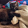 Luna a rejoint le concours — aidez-le/la à gagner de superbes lots ! animal, black_cat, blanket, comfort, couch, cozy, cute, feline, fur, home, indoor, kitten, pet, pillow, relaxed, resting, sleepy, soft, warm, young_cat