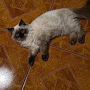 Mr. Biscuits joined the competition — help win amazing prizes! cat, fluffy, indoor, tile_floor, brown, curious_eyes, pet, animal, lying_down, cute, feline, domestic_cat, whiskers, tail, paws, relaxed, fur, alert, looking, floor