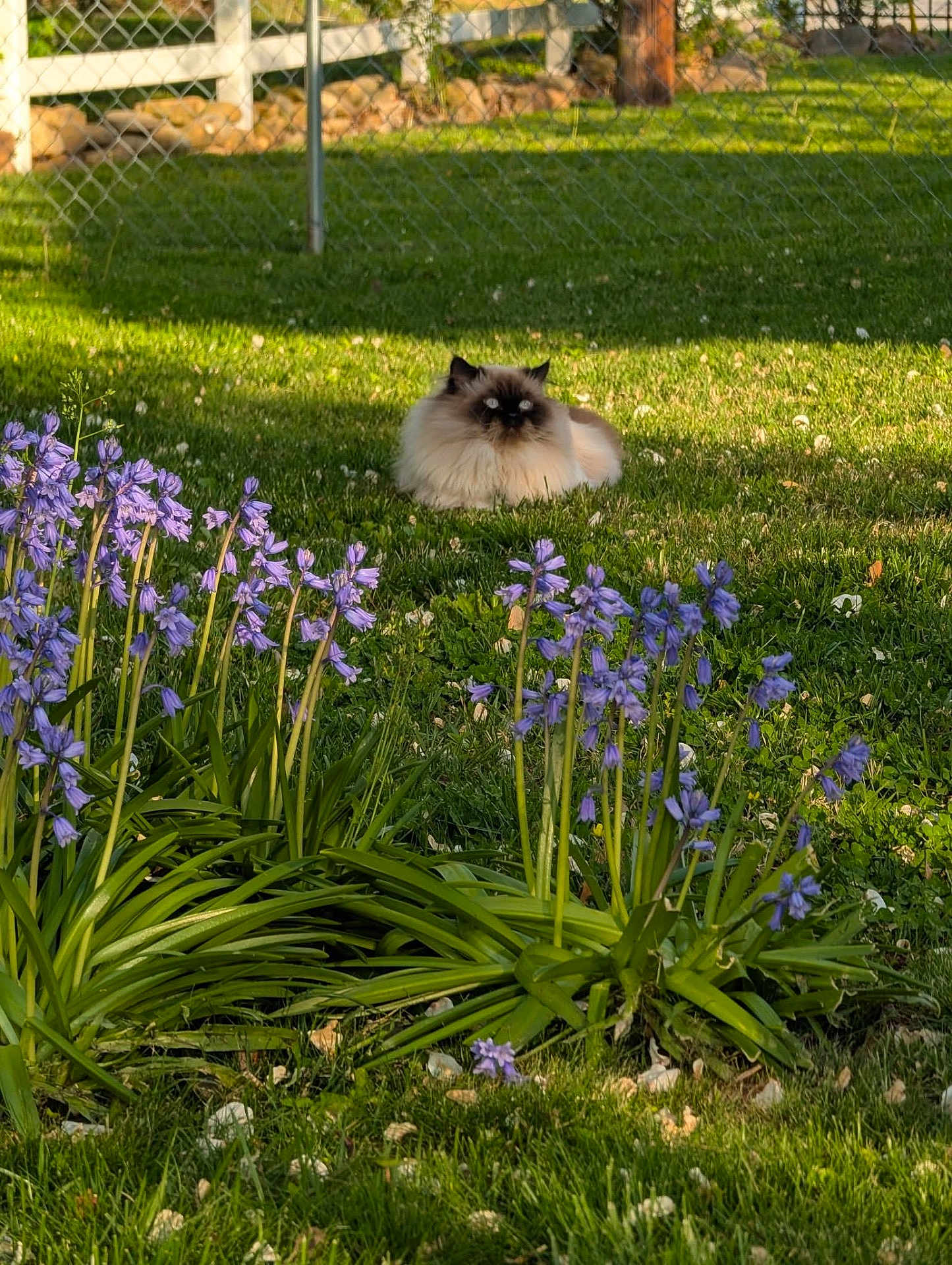 Mr. Biscuits is registered to the contest to win money with this photo: cat, fluffy, himalayan_cat, grass, purple_flowers, garden, outdoor, sunlight, greenery, nature, plants, fence, rocks, pet, animal, relaxing, daytime, flora, leaves, peaceful