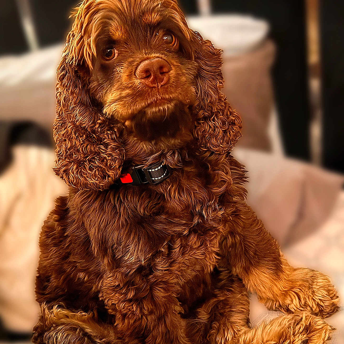 Lucy