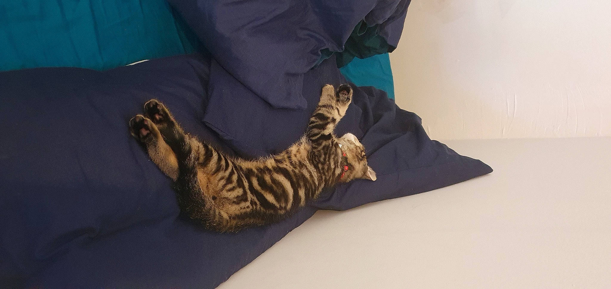 Tiger joined the competition — help win amazing prizes! boot, carnivore, cat, claw, comfort, domestic_short_haired_cat, felidae, foot, fur, grey, human_leg, linens, military_camouflage, pattern, paw, sleeve, small_to_medium_sized_cats, snout, tail, whiskers