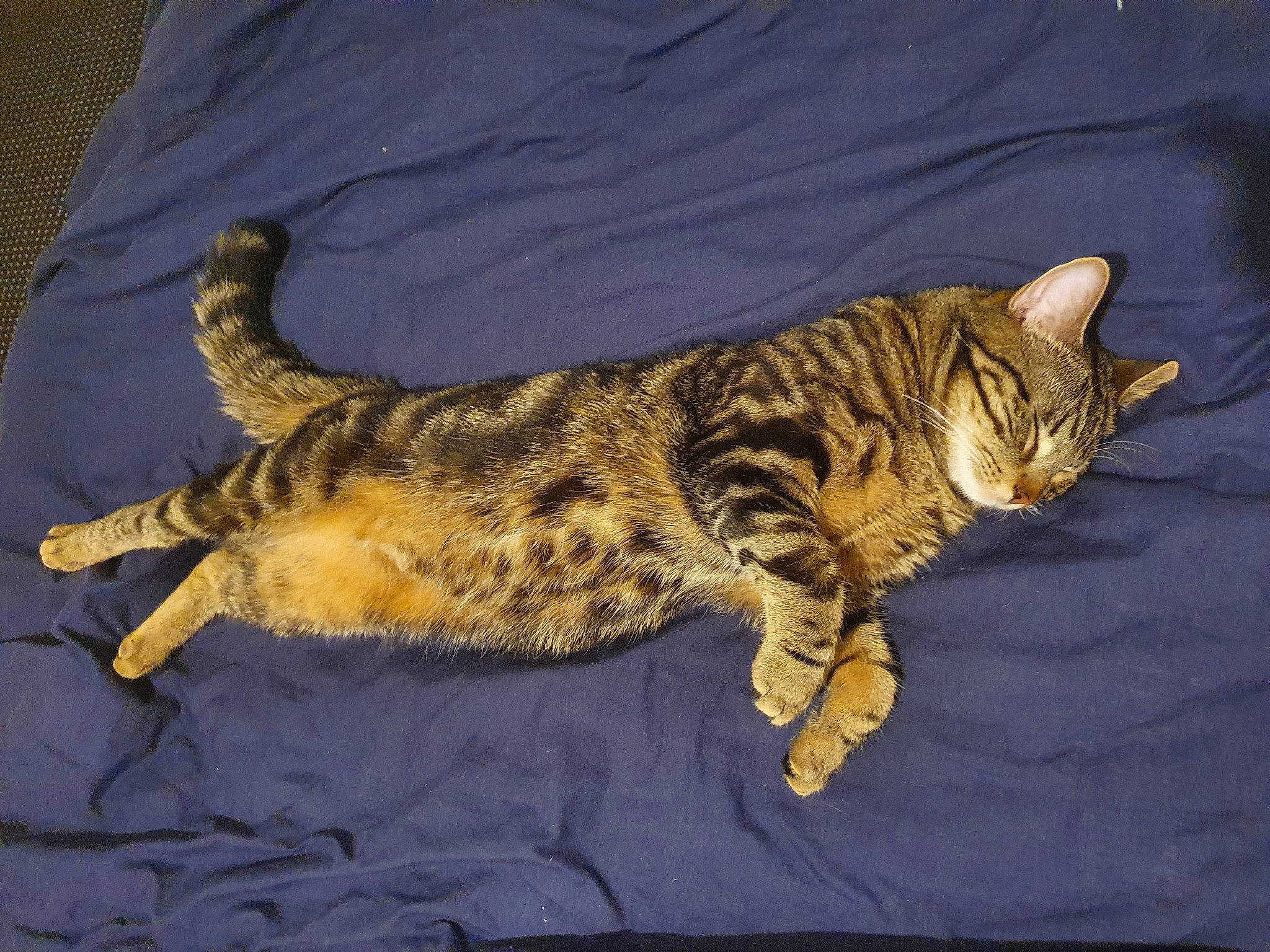 Tiger joined the competition — help win amazing prizes! carnivore, cat, claw, comfort, domestic_short_haired_cat, fawn, felidae, fur, nap, paw, small_to_medium_sized_cats, tail, terrestrial_animal, whiskers, wildlife