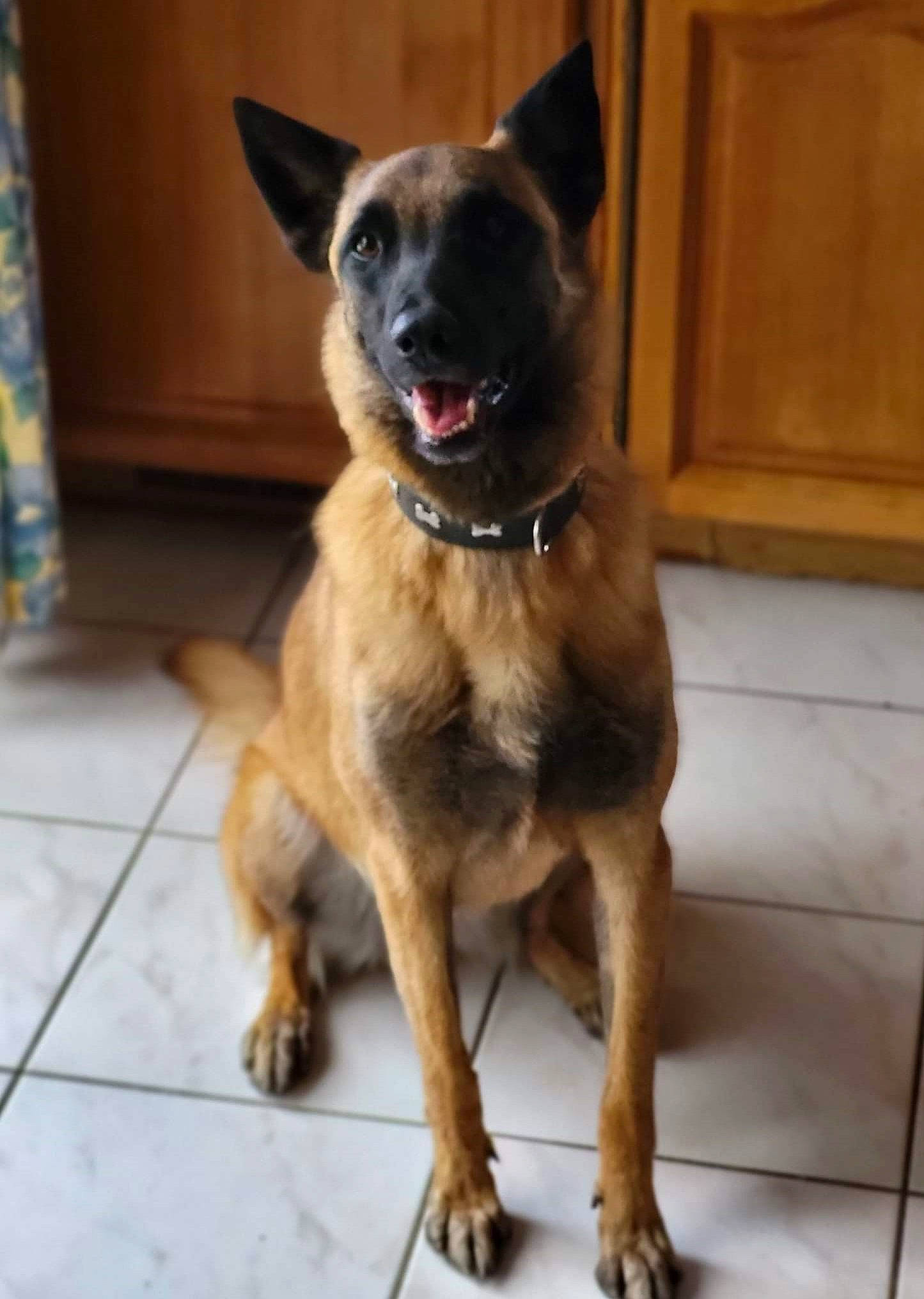 Xena a rejoint le concours — aidez-le/la à gagner de superbes lots ! canidae, carnivore, collar, companion_dog, dog, dog_breed, dog_collar, door, fawn, flooring, fur, german_shepherd_dog, liver, old_german_shepherd_dog, paw, snout, sporting_group, tail, whiskers, working_animal