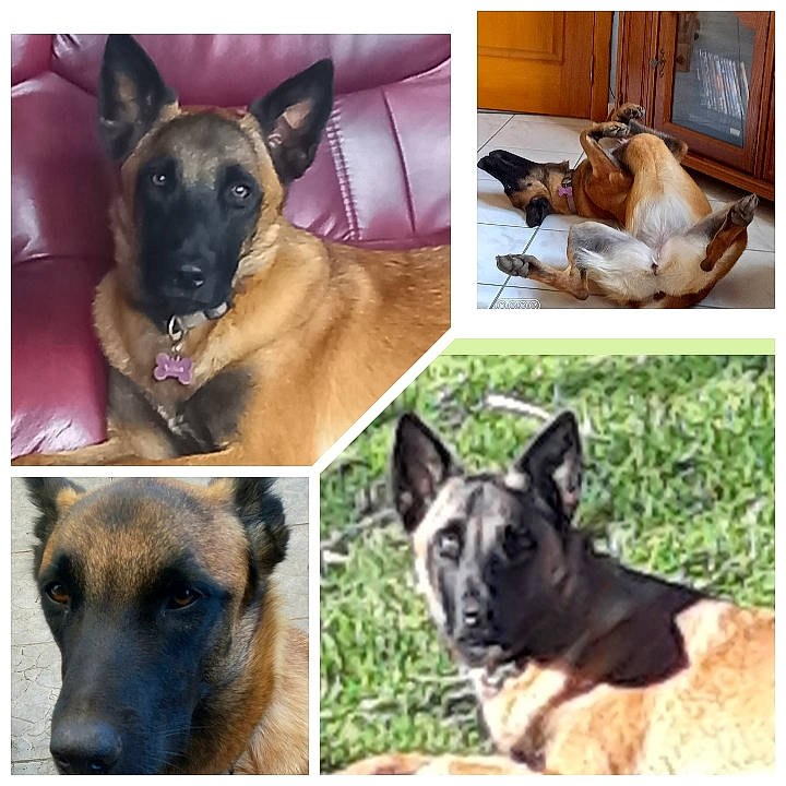 Xena a rejoint le concours — aidez-le/la à gagner de superbes lots ! carnivore, collage, collar, companion_dog, dog, dog_breed, dog_collar, dog_supply, fawn, happy, internet_meme, mammal, pet_supply, photo_caption, photograph, sharing, snapshot, square, vertebrate, working_animal