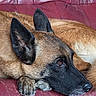 dog, german_shepherd, resting, close_up, fur, ear, paw, leather_couch, red_couch, pet, animal, looking_away, indoors, cozy, sleepy, brown_fur, black_muzzle, relaxed, portrait, companion