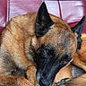 dog, canine, pet, fur, brown, black, leather_couch, indoor, resting, relaxed, ears, face, paw, animal, closeup, portrait, companion, domestic, cute, sleepy