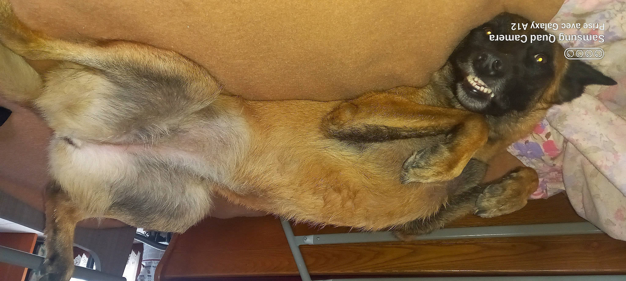 Xena a rejoint le concours — aidez-le/la à gagner de superbes lots ! art, canidae, carnivore, claw, comfort, companion_dog, dog, dog_breed, fawn, felidae, fur, human_leg, liver, paw, small_to_medium_sized_cats, sporting_group, tail, terrestrial_animal, whiskers, wildlife