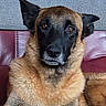 dog, german_shepherd, pet, canine, animal, fur, ears, face, portrait, couch, leather, indoor, brown, black, eyes, looking, resting, closeup, muzzle, background
