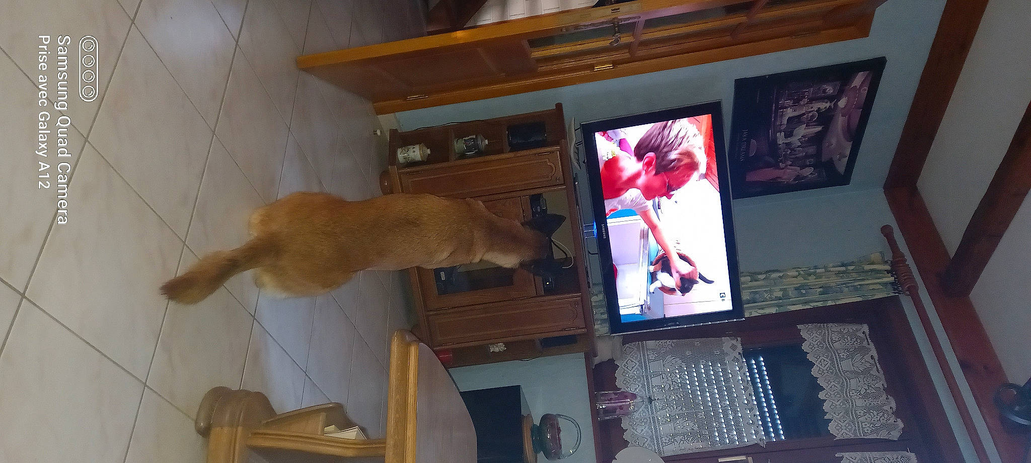 Xena participe au concours pour gagner de l'argent avec cette photo : cable_television, canidae, carnivore, display_device, dog, dog_breed, fawn, felidae, flat_panel_display, hardwood, led_backlit_lcd_display, multimedia, room, small_to_medium_sized_cats, sporting_group, tail, television, television_program, television_set, wood