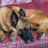 dog, sleeping, couch, leather, red, pet, canine, resting, domestic, fur, paw, ears, closed_eyes, indoors, relaxation, animal, mammal, furniture, brown, comfortable