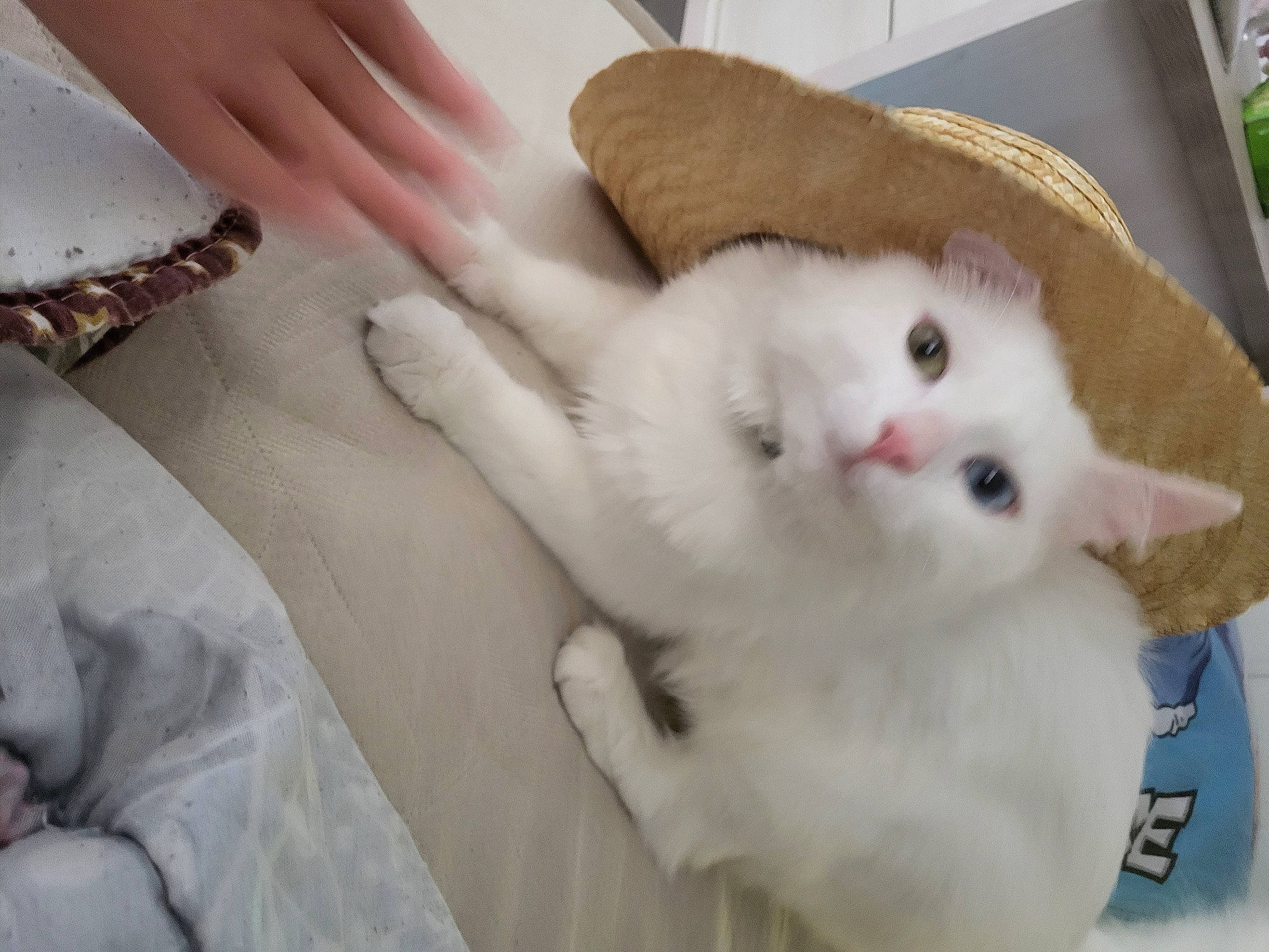 Chopper a rejoint le concours — aidez-le/la à gagner de superbes lots ! carnivore, cat, claw, comfort, domestic_short_haired_cat, fawn, felidae, fur, gesture, jewellery, nail, paw, small_to_medium_sized_cats, tail, whiskers, wrist