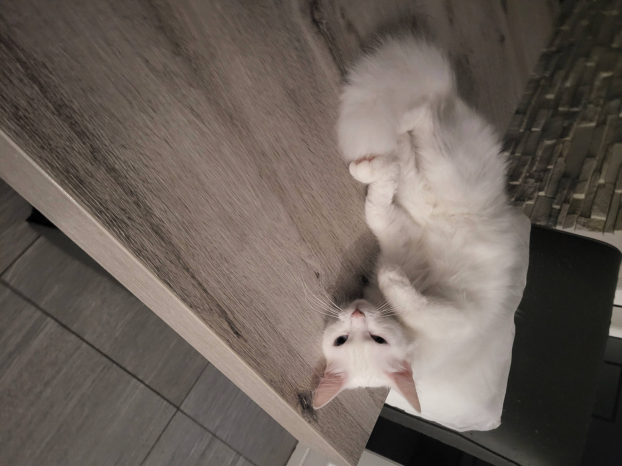 Chopper a rejoint le concours — aidez-le/la à gagner de superbes lots ! carnivore, companion_dog, dog, dog_breed, fawn, felidae, flooring, fur, grey, hardwood, monochrome, monochrome_photography, paw, small_to_medium_sized_cats, snout, spitz, sporting_group, toy_dog, whiskers, wood