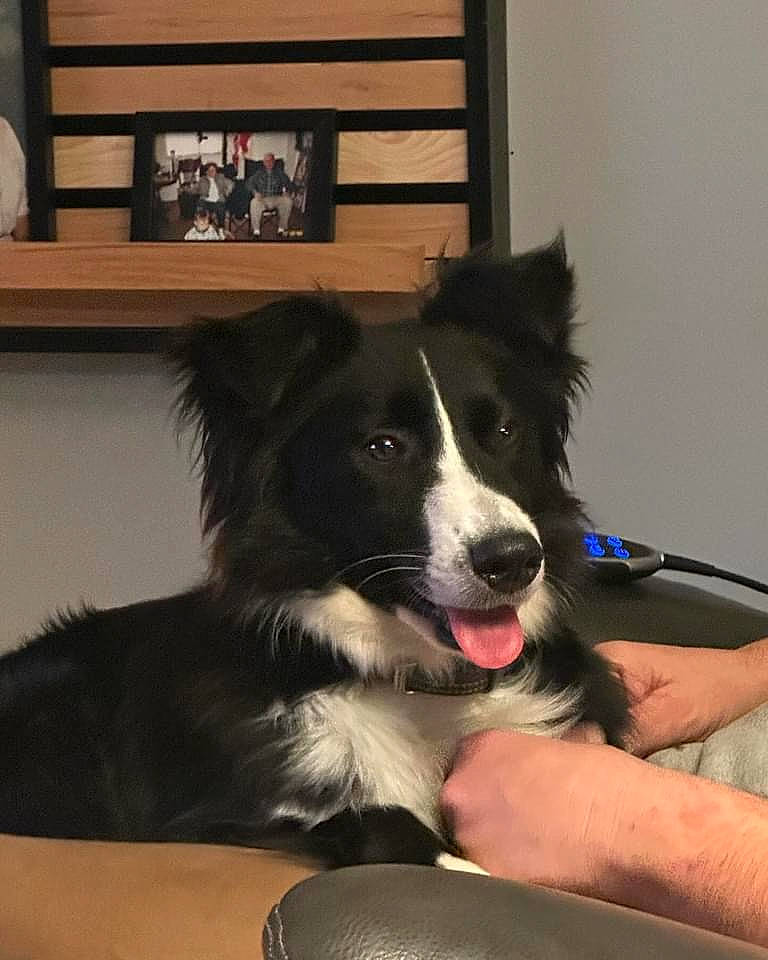 Tilly joined the competition — help win amazing prizes! border_collie, canidae, carnivore, companion_dog, dog, dog_breed, foot, fur, herding_dog, picture_frame, shelf, sporting_group, working_animal, working_dog