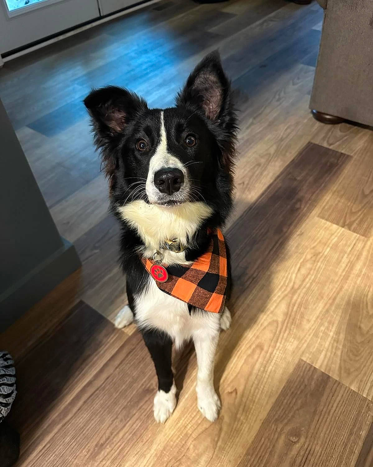 Tilly is registered to the contest to win money with this photo: carnivore, collar, companion_dog, dog, dog_breed, dog_collar, dog_supply, floor, flooring, fur, hardwood, herding_dog, pet_supply, snout, sporting_group, tail, whiskers, wood, wood_flooring, working_animal