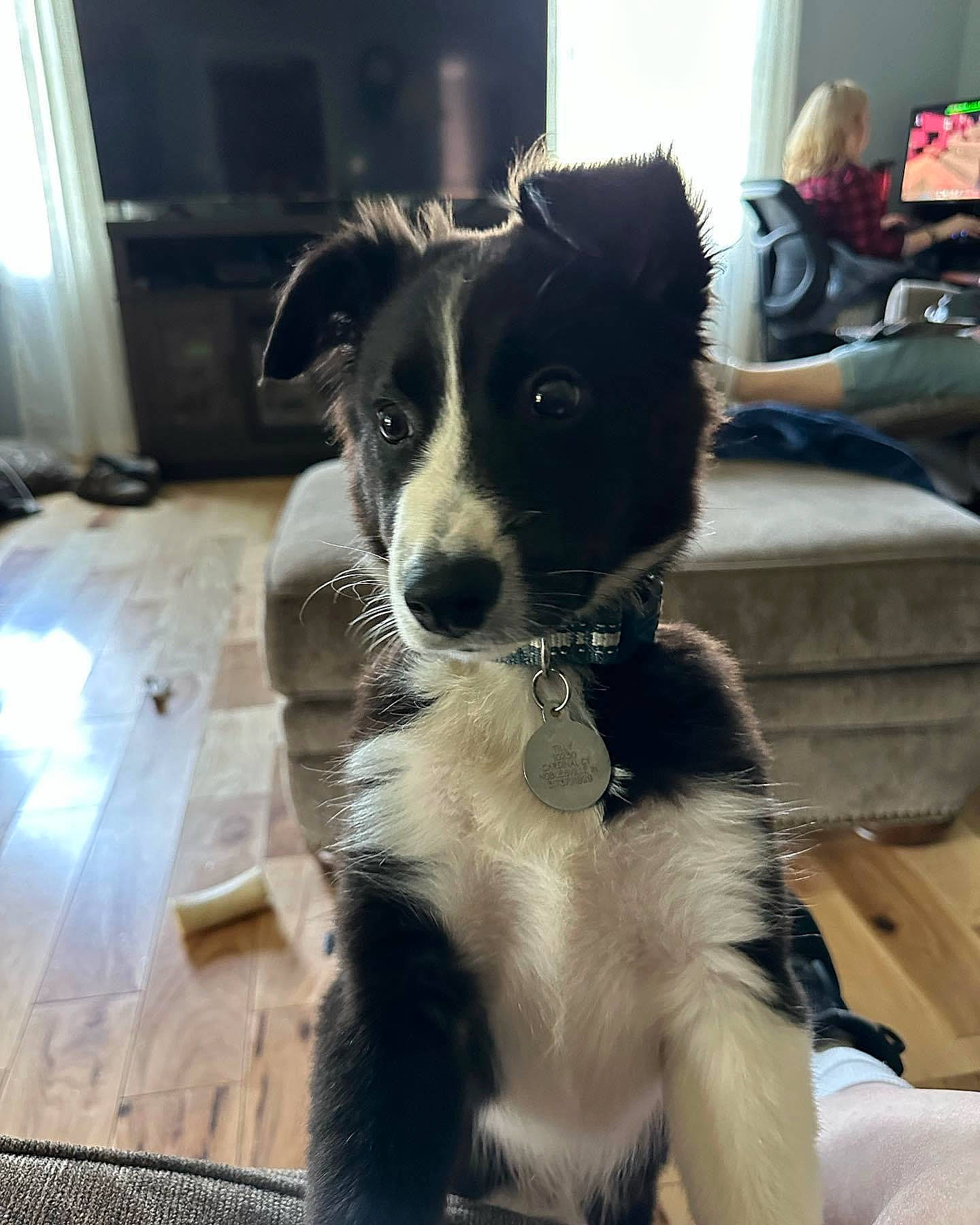 Tilly is registered to the contest to win money with this photo: border_collie, canidae, carnivore, chair, companion_dog, curtain, dog, dog_breed, flooring, fur, herding_dog, snout, sporting_group, toy_dog, whiskers, working_animal, working_dog