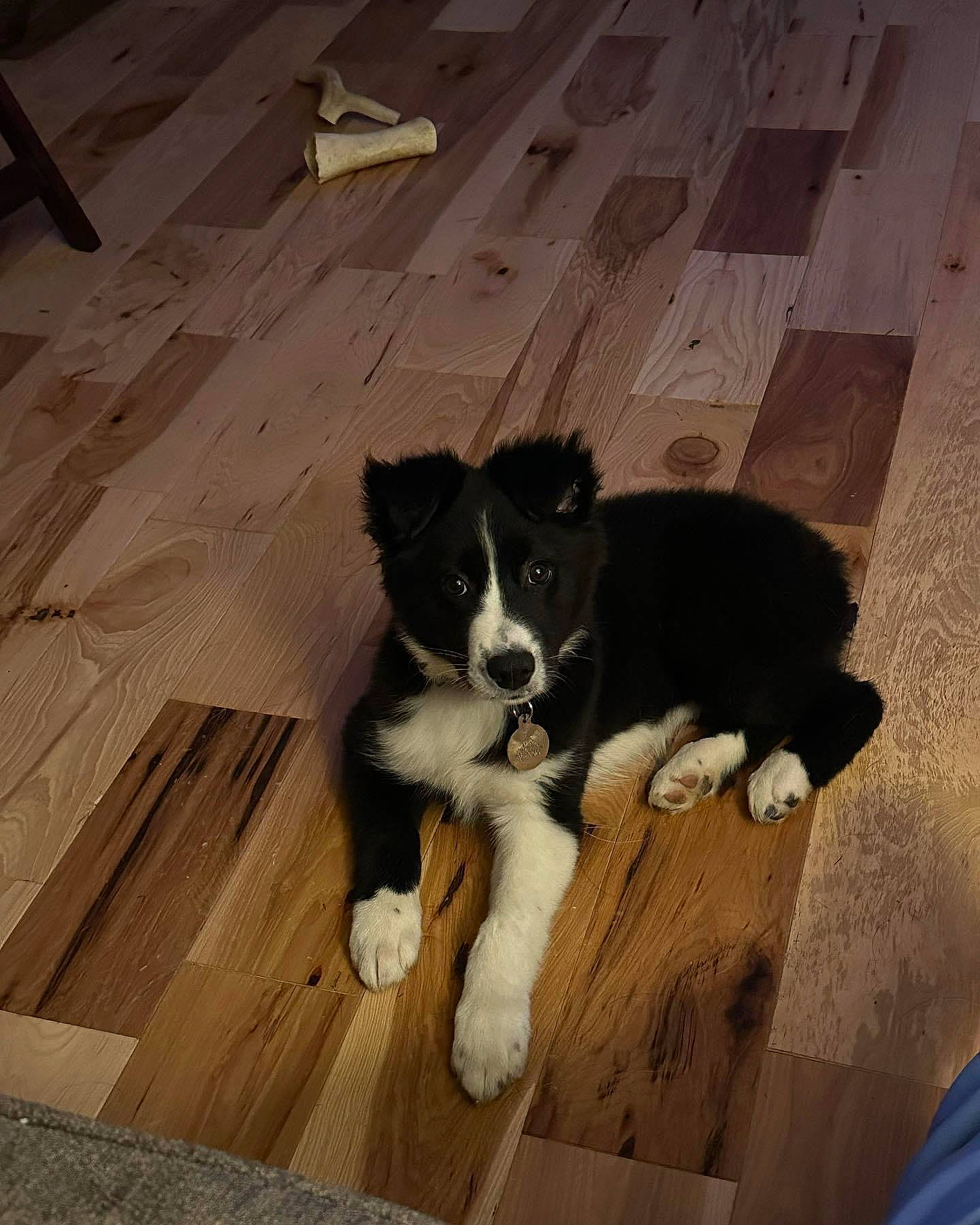 Tilly is registered to the contest to win money with this photo: border_collie, carnivore, companion_dog, dog, dog_breed, floor, flooring, fur, hardwood, herding_dog, laminate_flooring, plank, snout, sporting_group, tail, tints_and_shades, wood, wood_flooring, wood_stain, working_animal