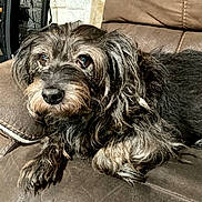 Bisket is registered to the contest to win money with this photo: dog, pet, couch, indoor, fur, scruffy, brown, leather, relaxed, animal, mammal, companion, cute, home, resting, face, eyes, paw, snout, fur_texture