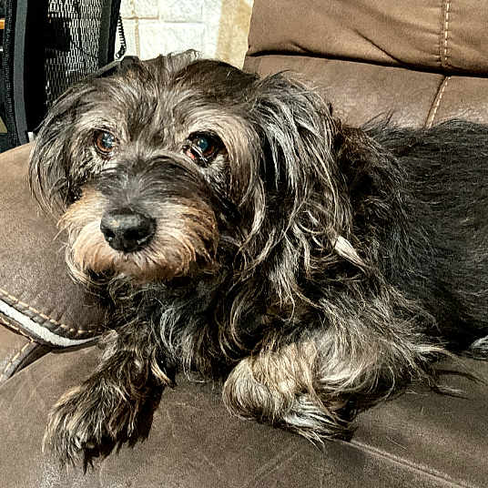 Bisket is registered to the contest to win money with this photo: dog, pet, couch, indoor, fur, scruffy, brown, leather, relaxed, animal, mammal, companion, cute, home, resting, face, eyes, paw, snout, fur_texture