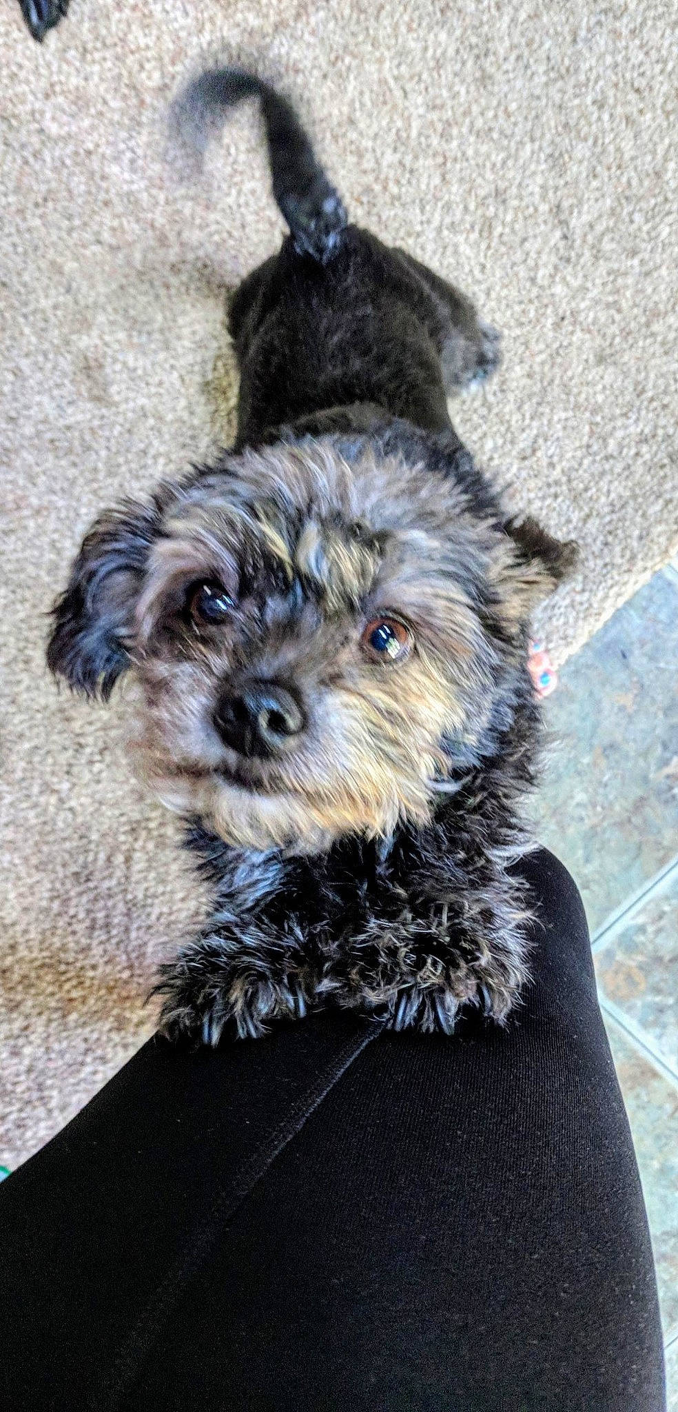 Coal joined the competition — help win amazing prizes! affenpinscher, bolonka, cairn_terrier, canidae, carnivore, chinese_imperial_dog, companion_dog, dog, dog_breed, maltepoo, mammal, morkie, poodle_crossbreed, puppy, schnoodle, terrier, toy_dog, vertebrate, yorkipoo, yorkshire_terrier