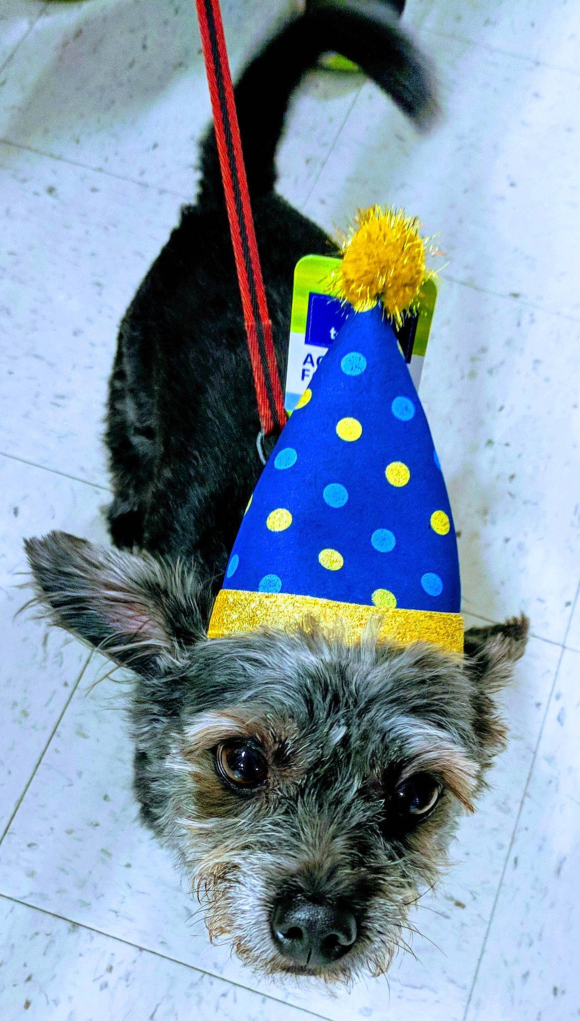 Coal joined the competition — help win amazing prizes! cairn_terrier, canidae, carnivore, costume_hat, dog, dog_breed, dog_clothes, dog_supply, party_hat, party_supply, terrier