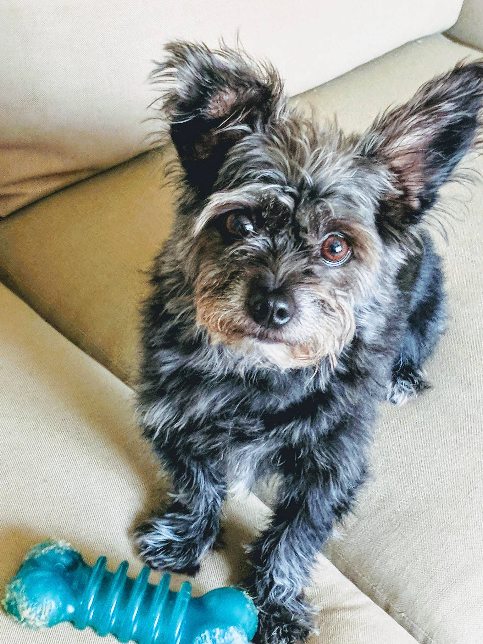 Coal is registered to the contest to win money with this photo: biewer_terrier, bolonka, cairn_terrier, canidae, carnivore, companion_dog, dog, dog_breed, mammal, morkie, poodle_crossbreed, puppy, schnoodle, small_terrier, snout, sporting_group, terrier, vertebrate, yorkipoo, yorkshire_terrier