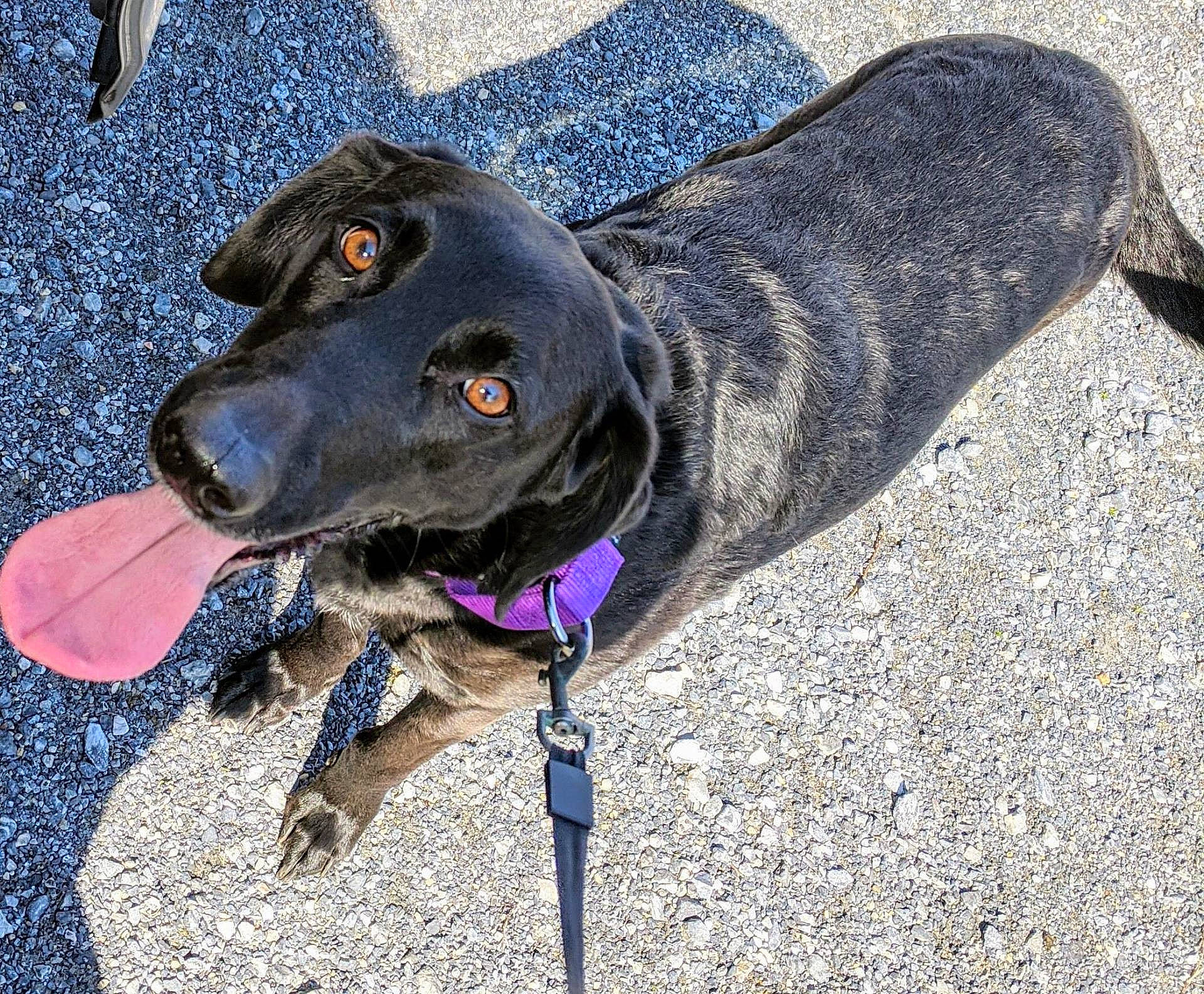 Willow joined the competition — help win amazing prizes! beagador, canidae, carnivore, collar, dachshund, dog, dog_breed, dog_collar, leash, plott_hound, rare_breed_dog, snout, sporting_group