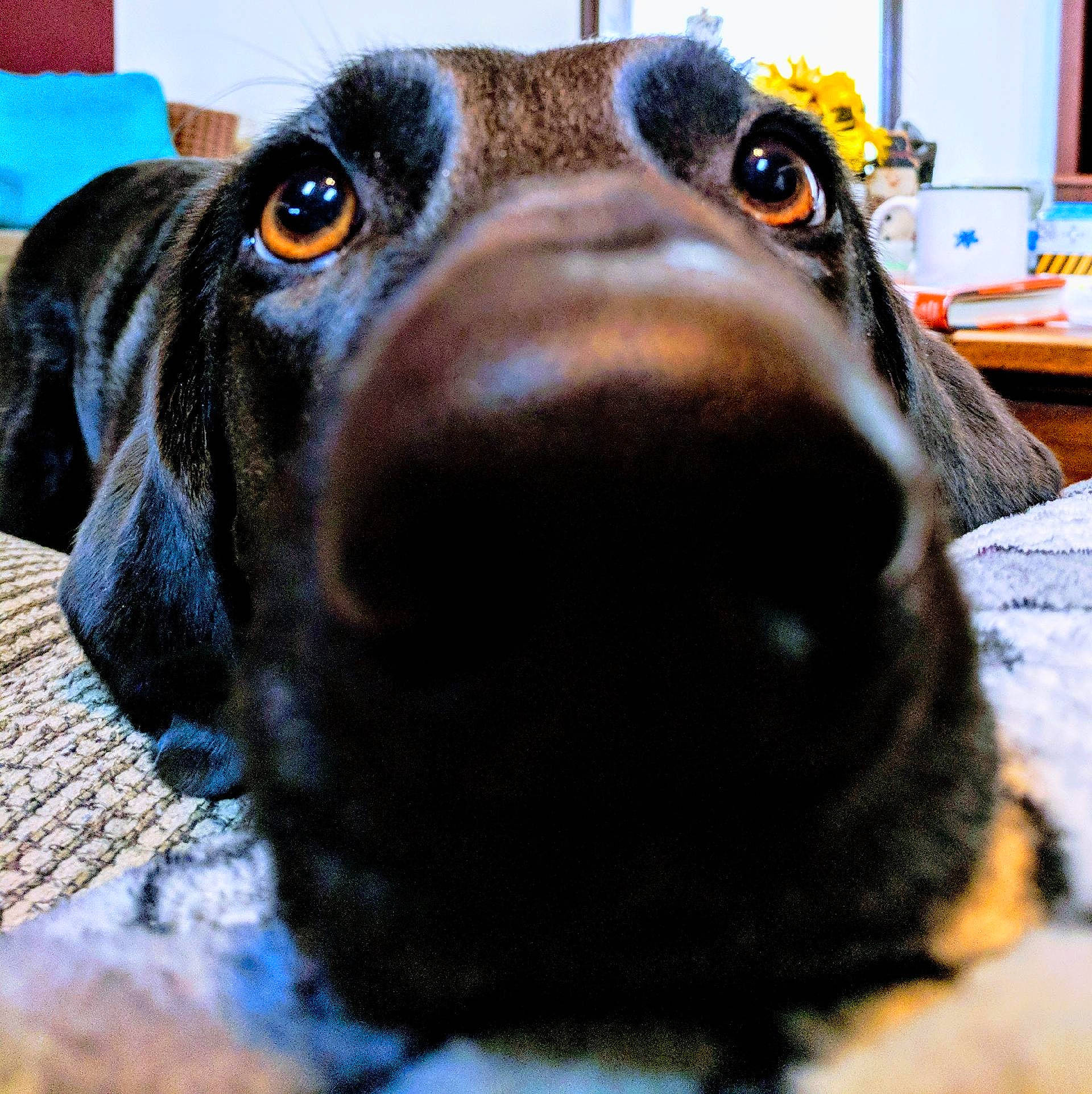 Willow joined the competition — help win amazing prizes! canidae, carnivore, dachshund, dog, dog_breed, eye, fur, nose, puppy, snout, sporting_group, whiskers