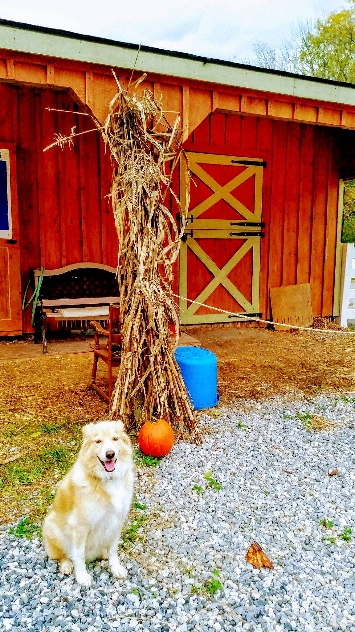 Max joined the competition — help win amazing prizes! backyard, canidae, carnivore, dog, dog_breed, house, retriever, shed, sporting_group, wood