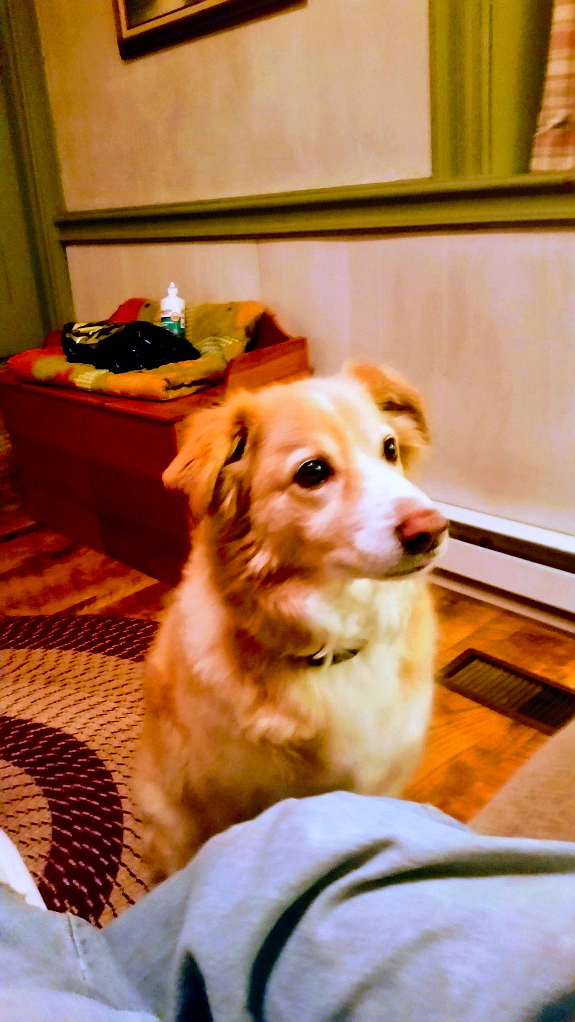 Max joined the competition — help win amazing prizes! canidae, carnivore, companion_dog, dog, dog_breed, mammal, puppy, rare_breed_dog, snout, sporting_group, vertebrate