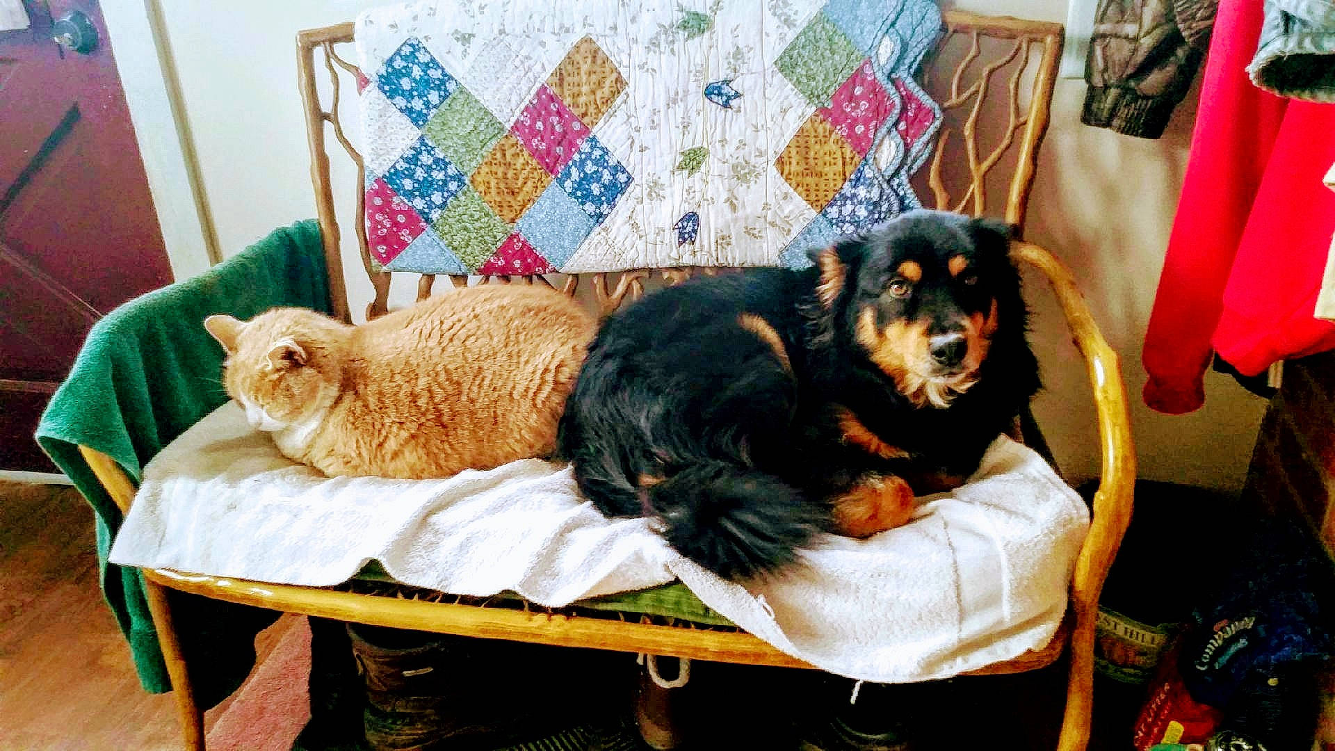 Sadie is registered to the contest to win money with this photo: canidae, carnivore, cat, companion_dog, dog, dog_breed, furniture, hovawart, mammal, puppy, sporting_group