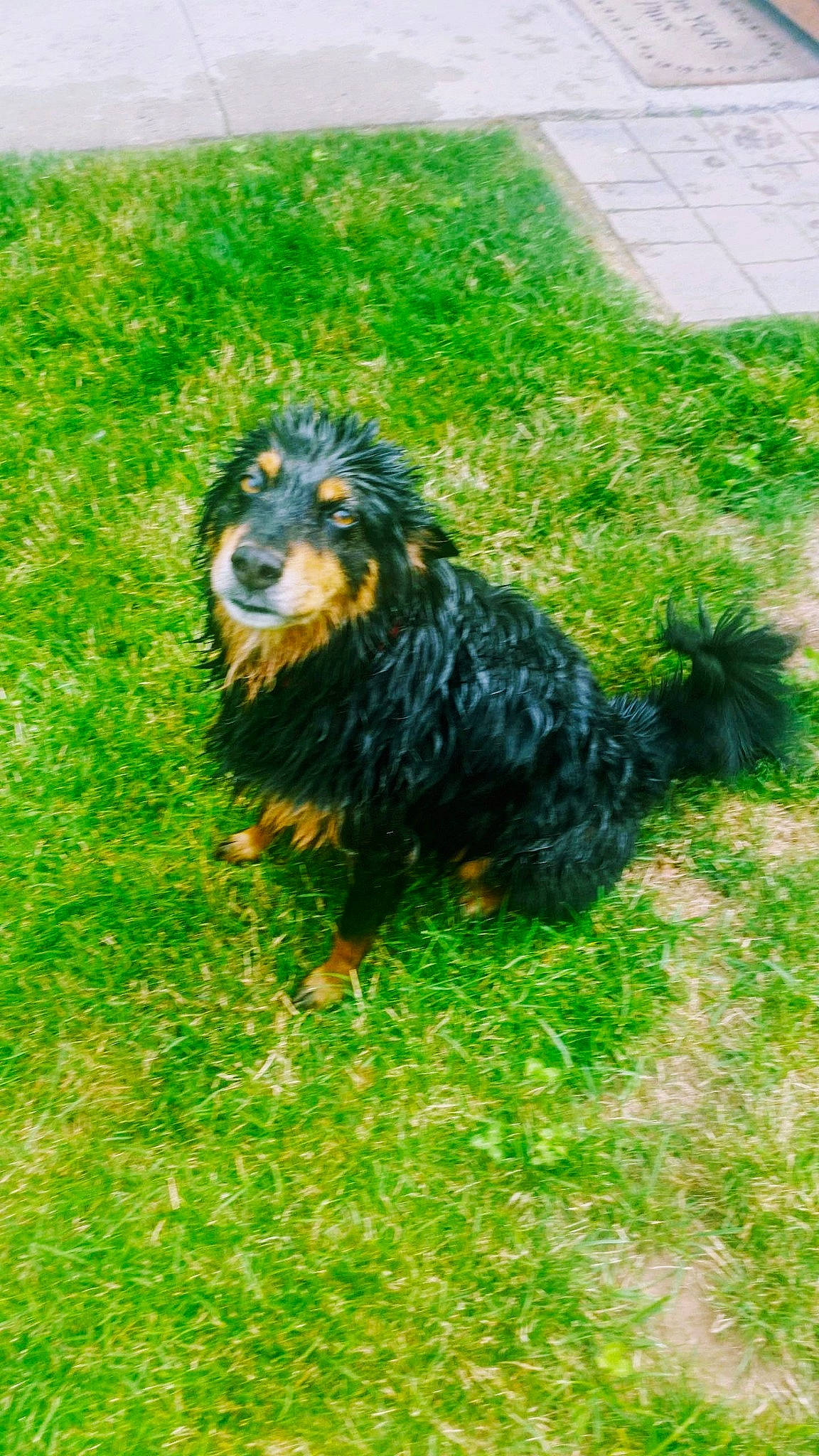 Sadie is registered to the contest to win money with this photo: canidae, carnivore, cavalier_king_charles_spaniel, companion_dog, dog, dog_breed, grass, plant, sporting_group, vertebrate