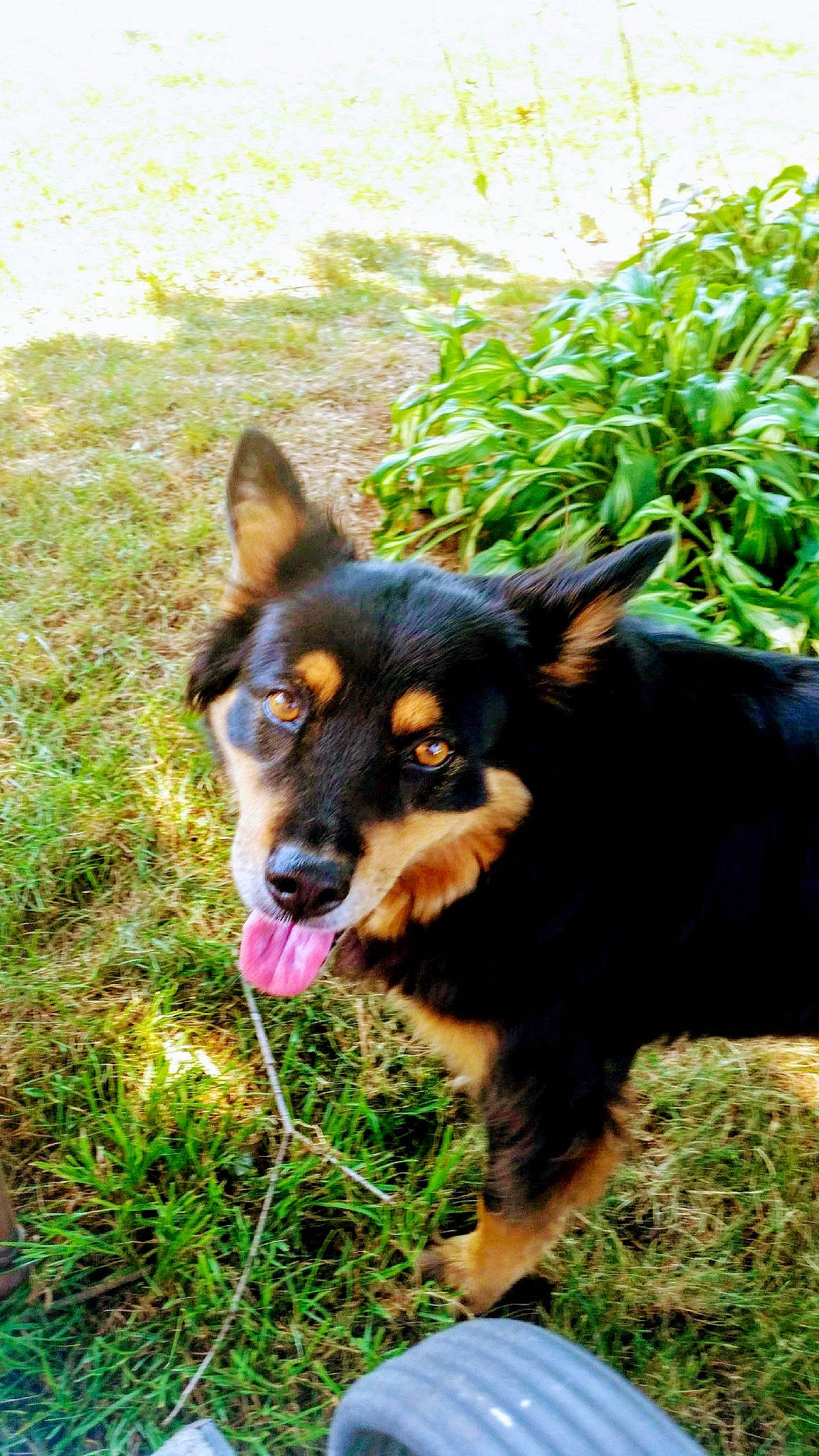 Sadie joined the competition — help win amazing prizes! australian_kelpie, black_and_tan_terrier, canidae, carnivore, companion_dog, dog, dog_breed, grass, lancashire_heeler, mammal, miniature_pinscher, puppy, rare_breed_dog, vertebrate, working_dog