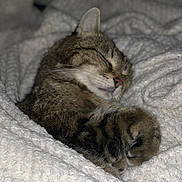 Saxo participe au concours pour gagner de l'argent avec cette photo : animal, blanket, cat, closed_eyes, comfort, cozy, cute, domestic_cat, fur, indoor, nap, paw, pet, relaxed, resting, sleeping, soft, tabby, warm, whiskers