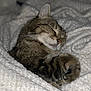 animal, blanket, cat, closed_eyes, comfort, cozy, cute, domestic_cat, fur, indoor, nap, paw, pet, relaxed, resting, sleeping, soft, tabby, warm, whiskers