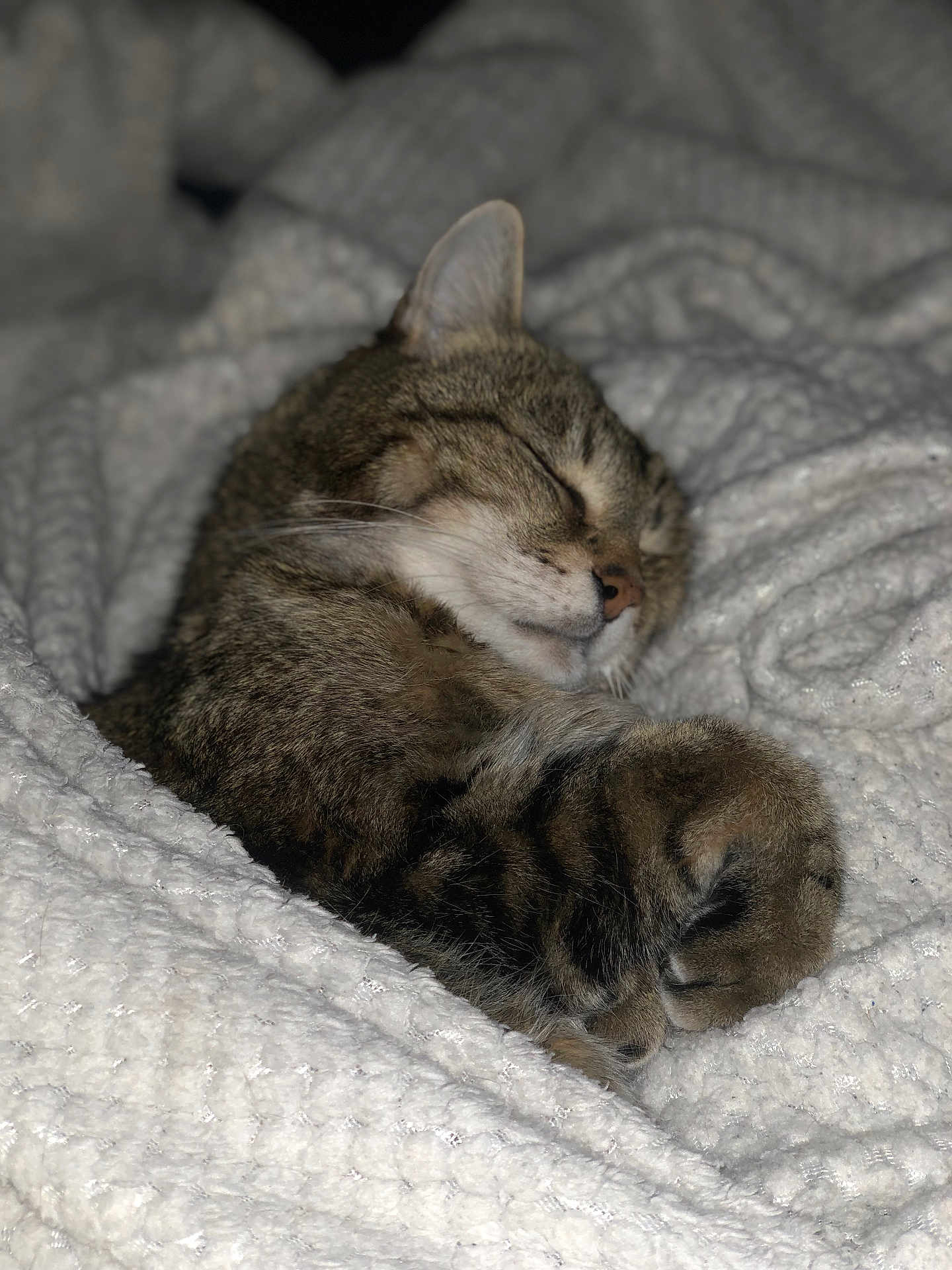 Saxo participe au concours pour gagner de l'argent avec cette photo : animal, blanket, cat, closed_eyes, comfort, cozy, cute, domestic_cat, fur, indoor, nap, paw, pet, relaxed, resting, sleeping, soft, tabby, warm, whiskers