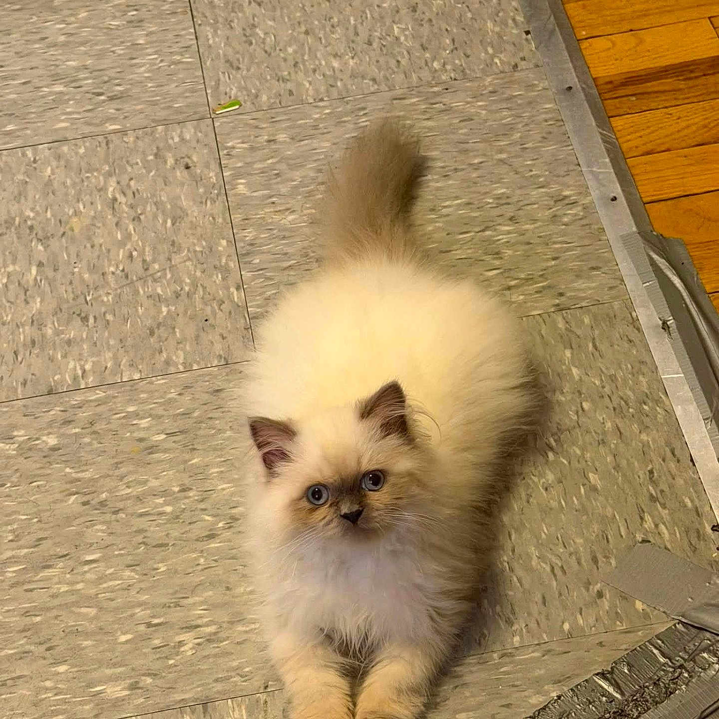 Canela is registered to the contest to win money with this photo: cat, kitten, fluffy, long_hair, cream_colored, blue_eyes, sitting, paws, tail, indoors, floor, tile, wood_floor, portrait, pet, cute, adorable, looking_at_camera, furry, domestic_animal