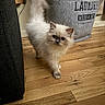 Canela joined the competition — help win amazing prizes! kitten, cat, fluffy, long_hair, cream_colored, blue_eyes, pet, animal, feline, standing, walking, indoors, wooden_floor, laundry_basket, laundry_room, furniture, home, portrait, adorable, close_up