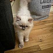 Canela joined the competition — help win amazing prizes! cat, kitten, fluffy, cream_colored, long_hair, blue_eyes, pet, animal, walking, indoor, hardwood_floor, laundry_basket, couch, home, portrait, cute, feline, whiskers, paws, household