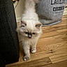 cat, kitten, fluffy, cream_colored, long_hair, blue_eyes, pet, animal, walking, indoor, hardwood_floor, laundry_basket, couch, home, portrait, cute, feline, whiskers, paws, household